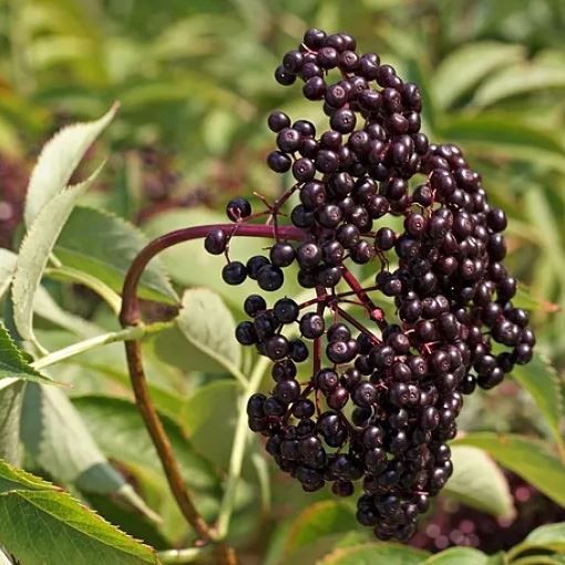 Elderberry